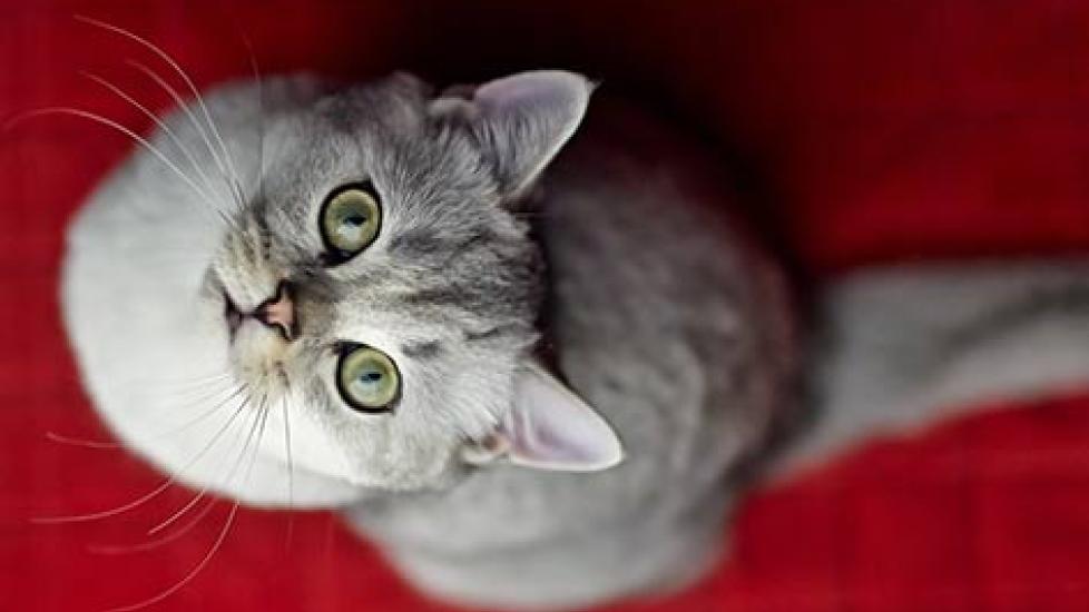 Cat for Sale'? No! Here Are 5 Reasons Never to Buy a Cat
