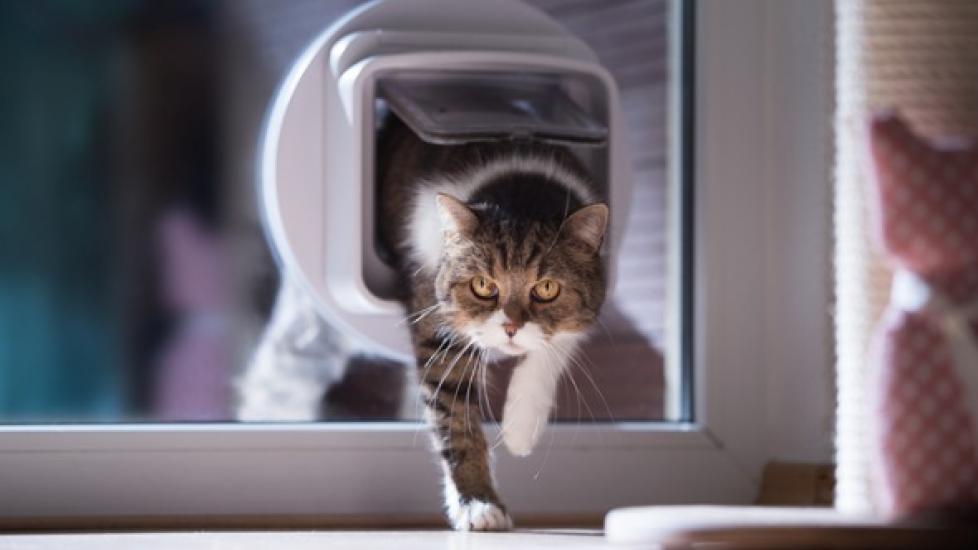 Why You Might Actually Need a Cat Door