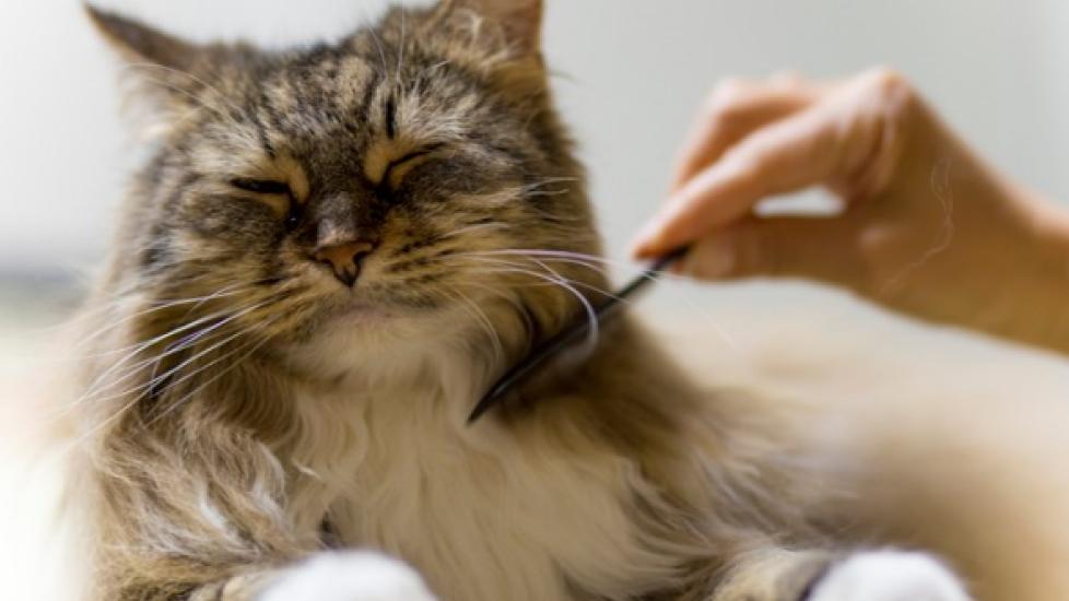 How to Brush a Cat PetMD