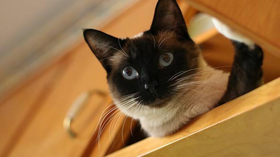 Is Your Cat Safe from These Common Poisons? | PetMD
