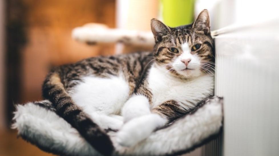 Hyperthyroidism in Cats: Symptoms and Treatment