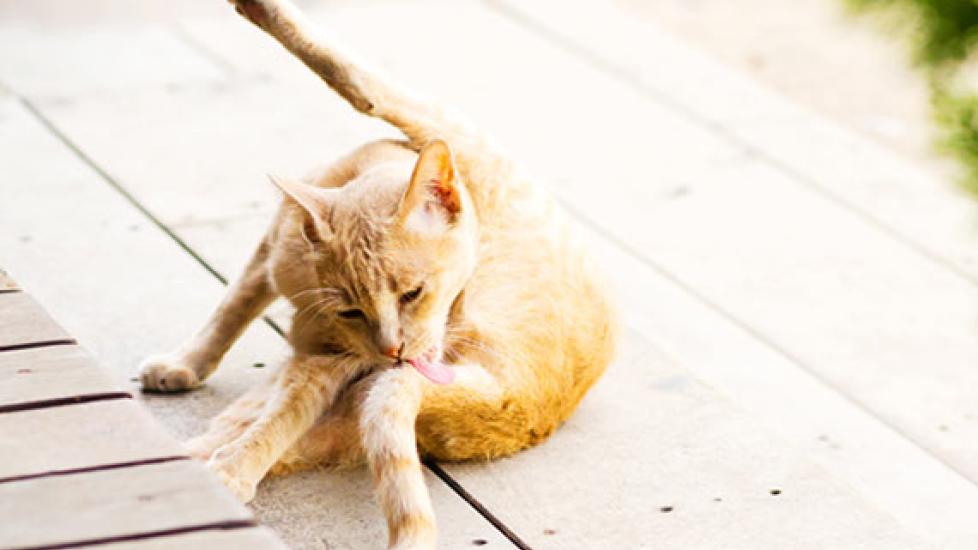 Cat Scratching? Here's How Pet Food Can Help
