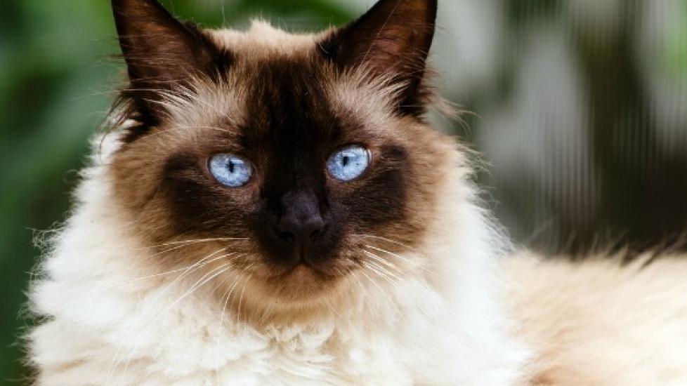 How to Stop a Cat from Shedding a Lot PetMD