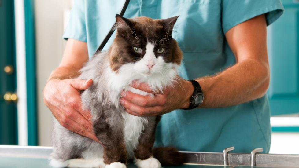 Foot/Toe Cancer in Cats