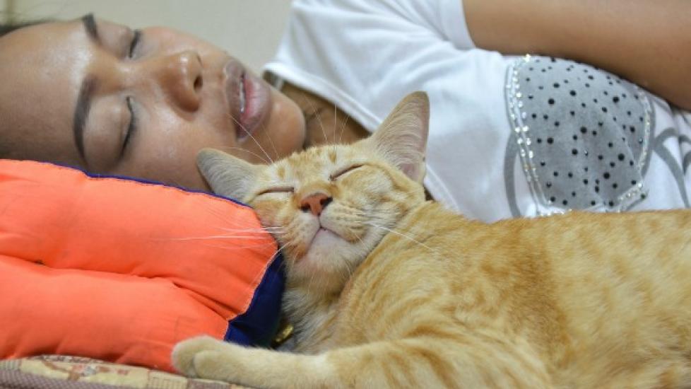 Strange Cat Facts Why Does My Cat Sleep On My Head PetMD