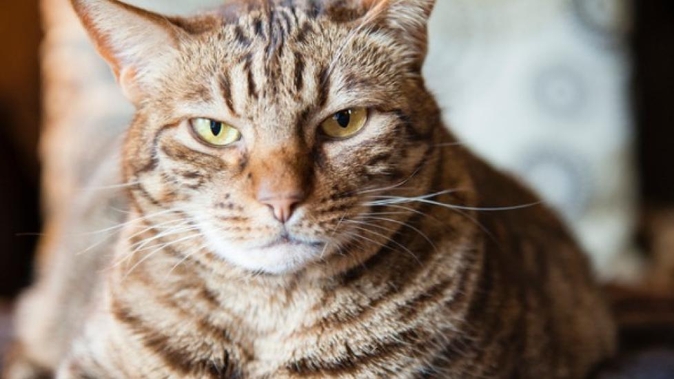 Tapeworm Symptoms How to Treat Tapeworms in Cats PetMD