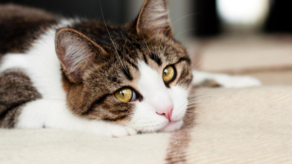 white and brown tabby cat lying down and looking at the camera