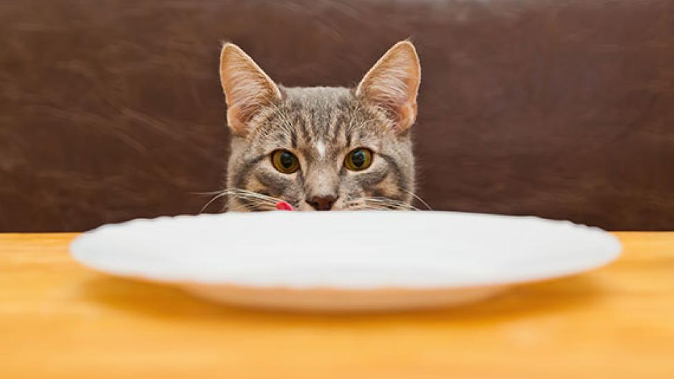 Is Too Much Salt Dangerous for Cats?