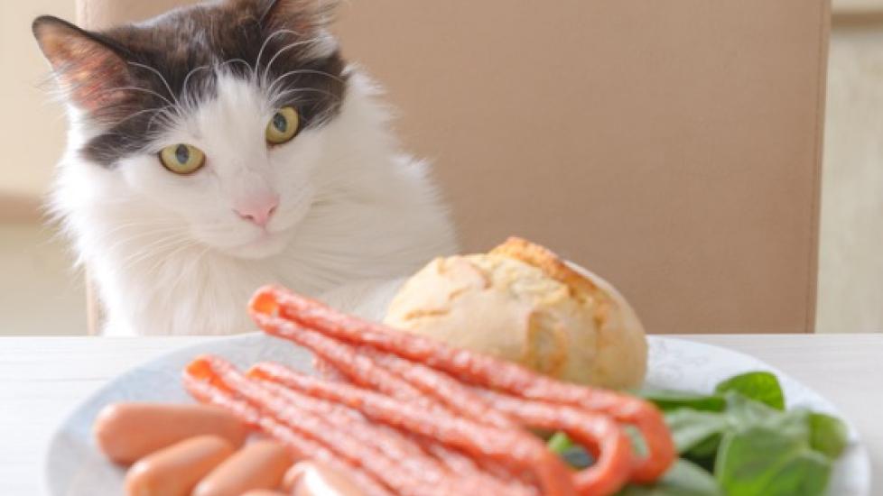 Is gluten clearance bad for cats