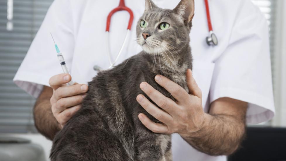 你的猫不需要这三种疫苗