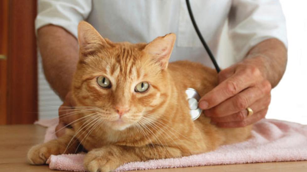 Taking Steps to Prevent Cancer in Pets