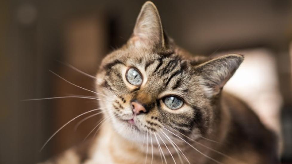 Secrets to Keeping Your Indoor Cat Happy
