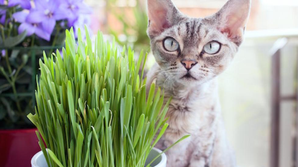 What is Cat Grass? Learn How to Grow Cat Grass for Your Pet