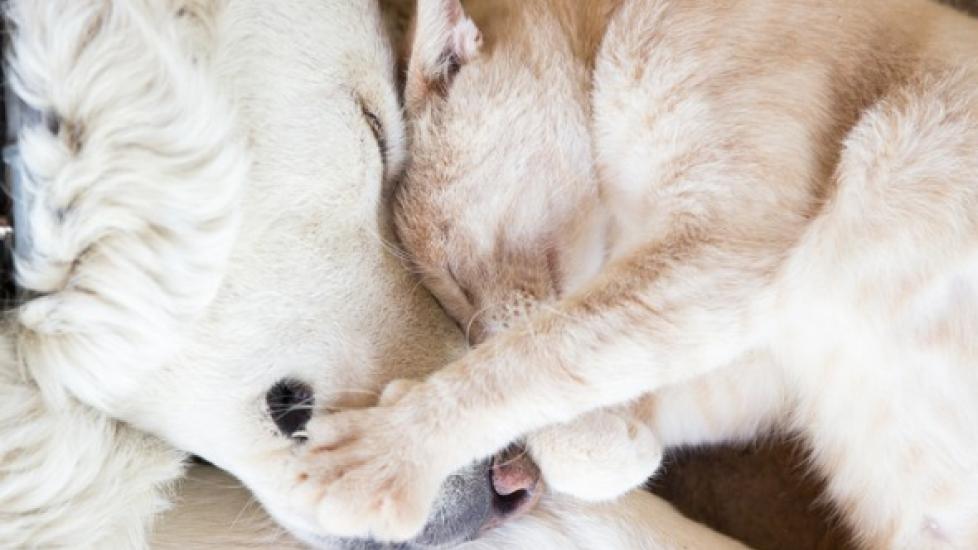 white dog and tan cat curled up together