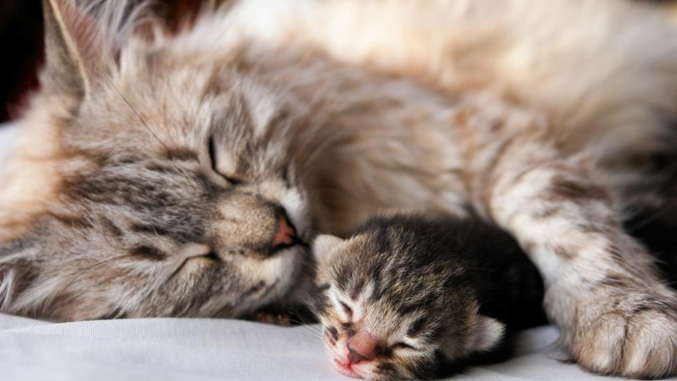 Birth Difficulties in Cats