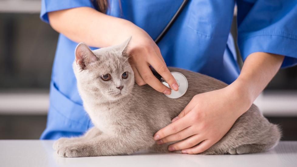 Anemia Due to Red Blood Cell Damage in Cats