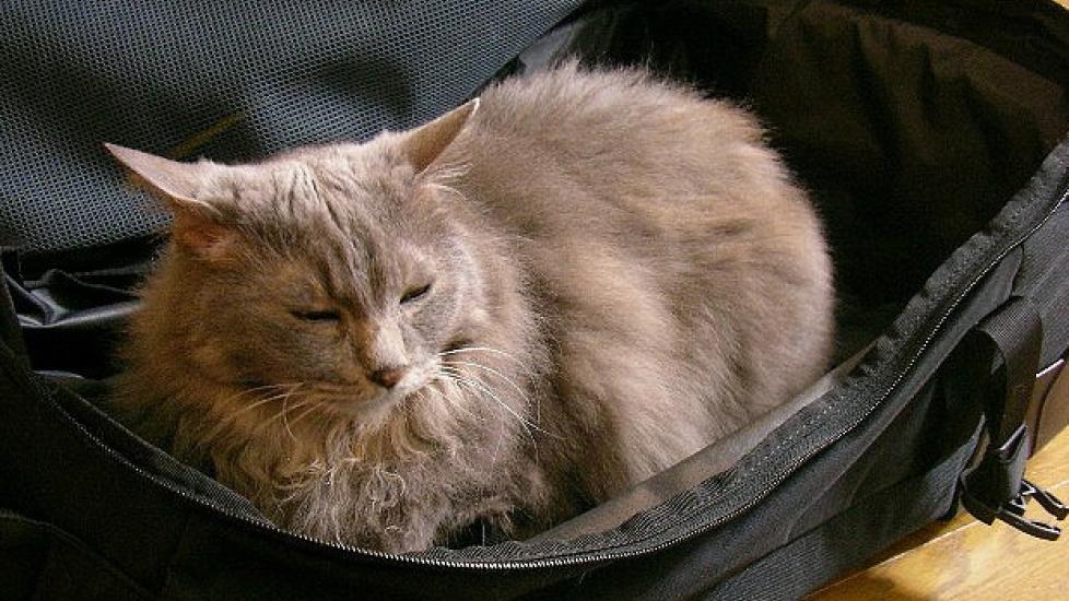 The Best Way to Take Your Cat on Vacation With You PetMD