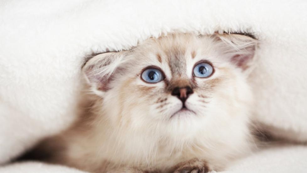 Pediatric Behavior Problems in Cats | PetMD