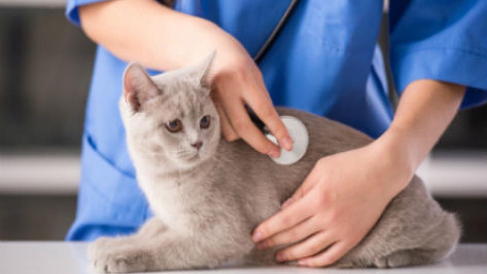How to Treat Feline Immunodeficiency Virus (FIV) PetMD