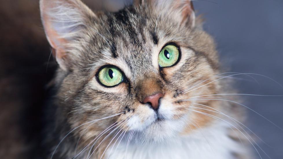 Cat Years To Human Years: How Old Is My Cat?