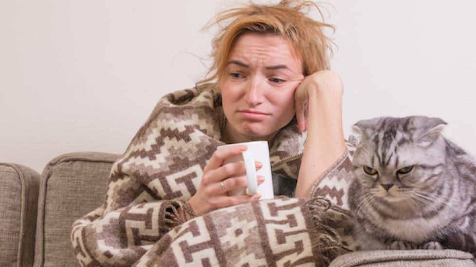 How to Deal with Cat Allergies PetMD