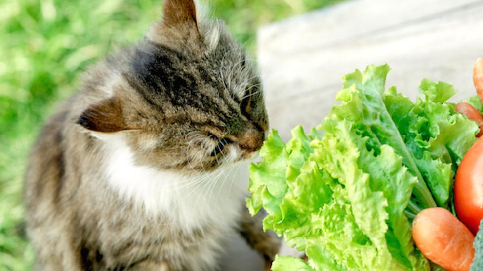 Are carrots 2024 good for cats