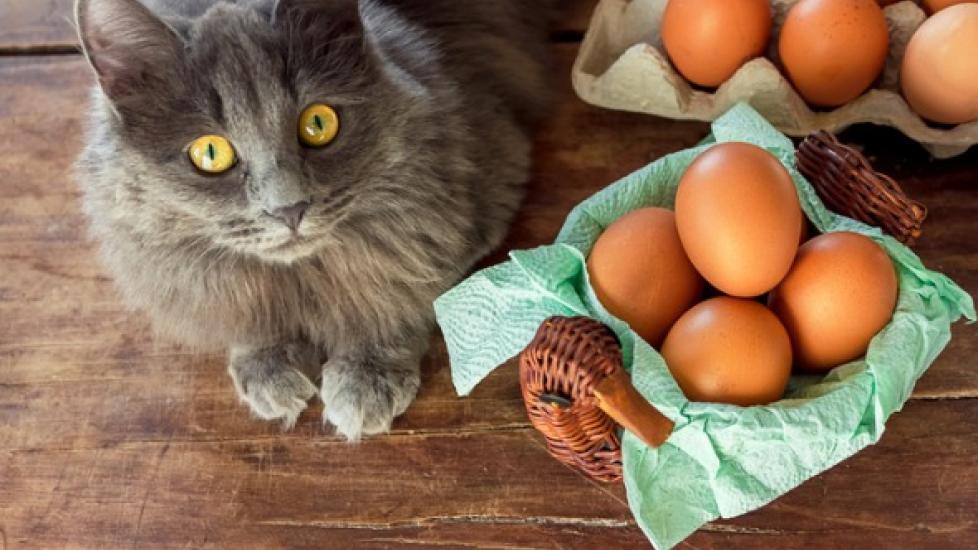longhaired gray cat lying on a table next to a bowl of brown eggs