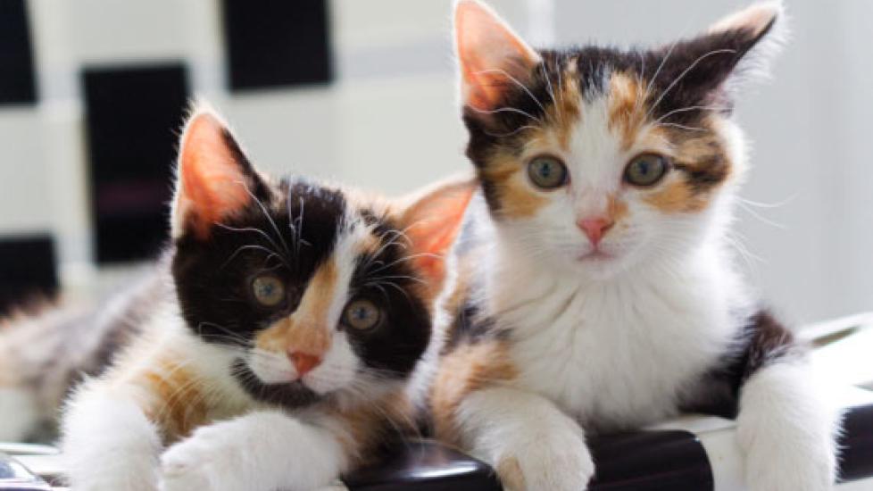 How to Tell the Gender of Your Kitten | PetMD