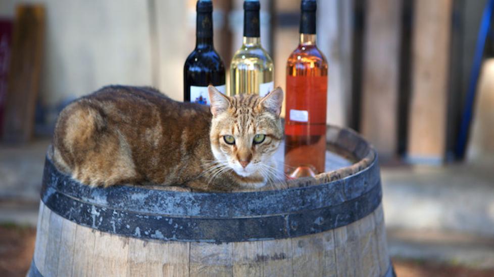 公司生产猫酒，但它安全吗?