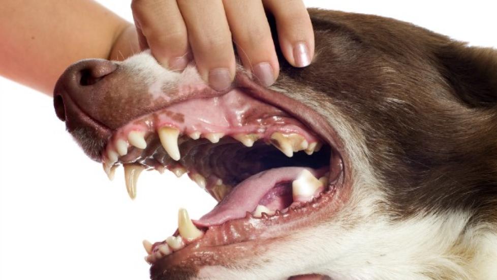 Cavities in Dogs