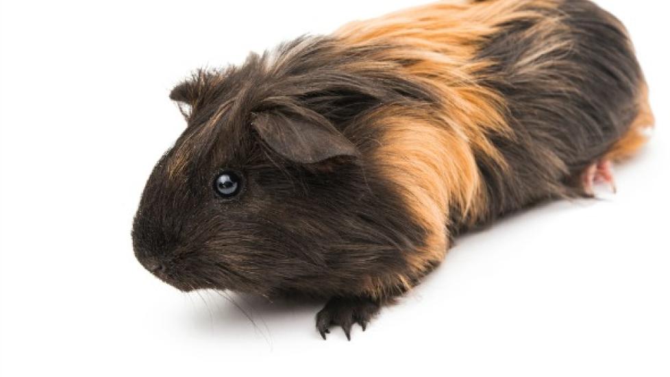 Guinea pig no sales hair