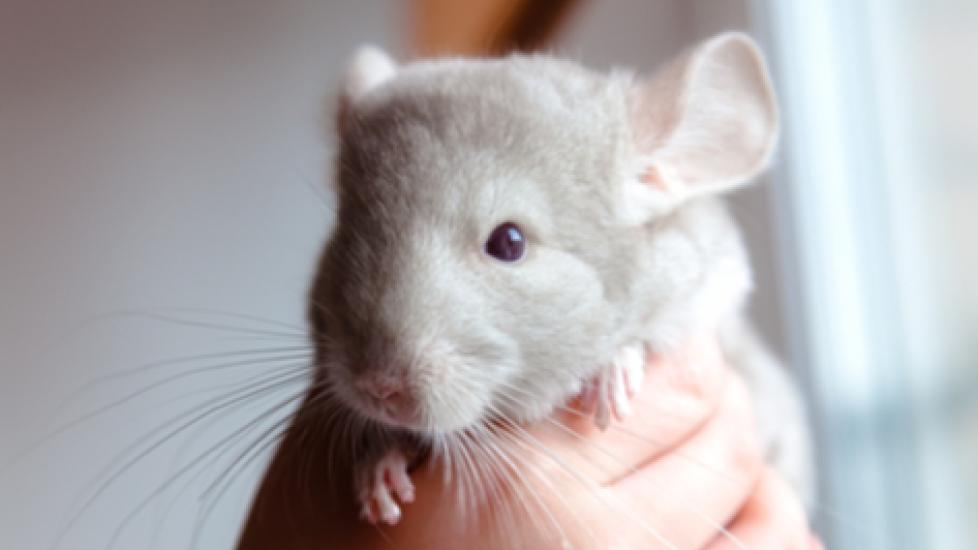 Is Your Chinchilla Going Bald? It May Be a Case of Fur Slip