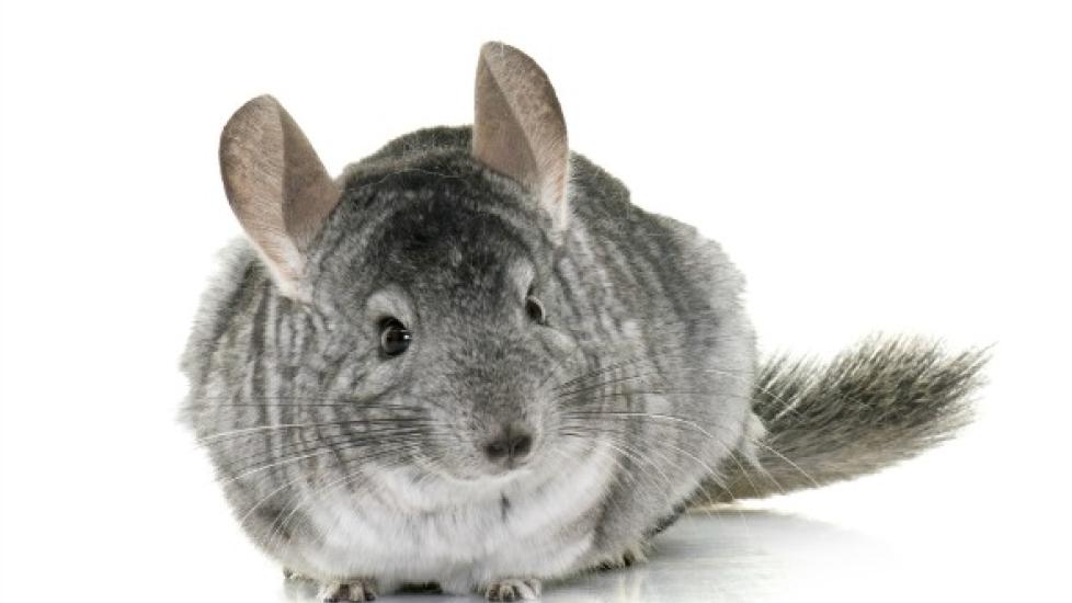 How to Give Your Chinchilla a Dust Bath