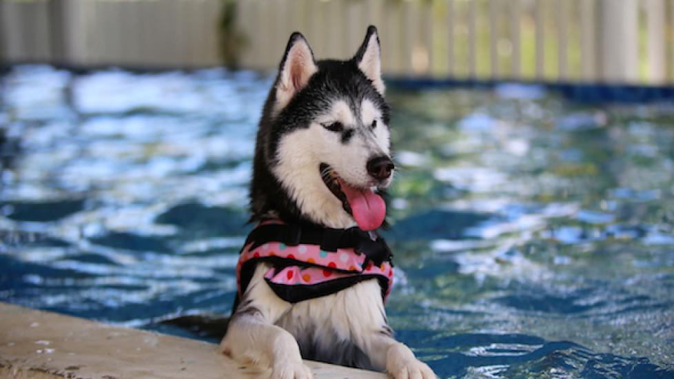 Chlorine in Pools: Is it Safe for Pets?