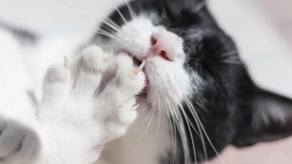 Claw and Nail Disorders in Cats