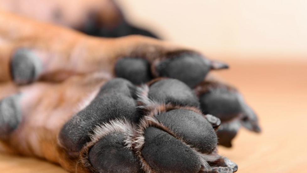 Dog Nail Disorders Paw and Nail Problems in Dogs PetMD