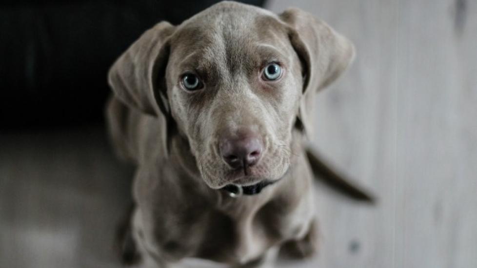 How to Clean Dried Poop Off Your Dog PetMD