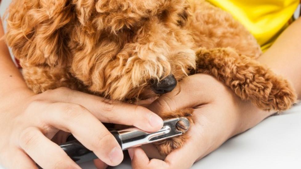 Clipping Nails: A How-To Guide for Puppies (and Dogs)
