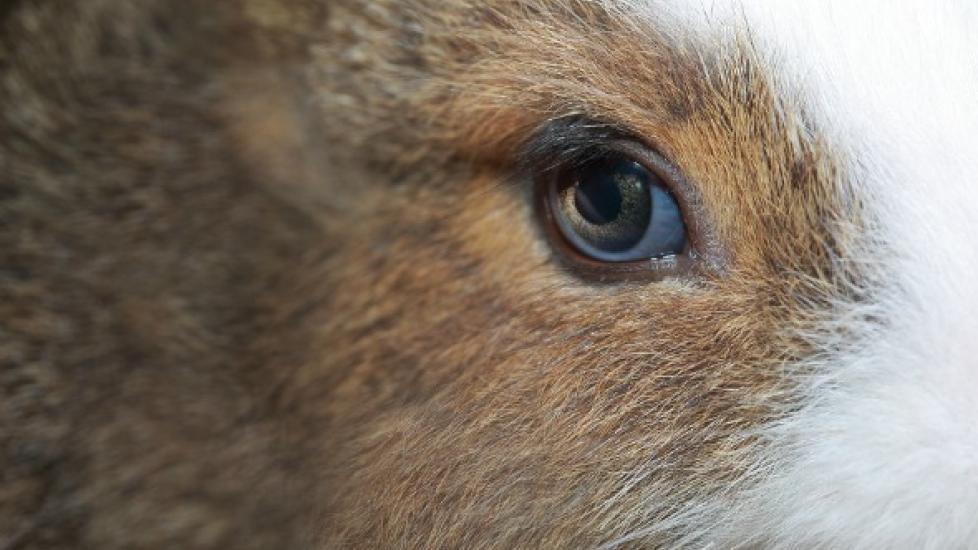 Cloudy Eye in Rabbits | PetMD