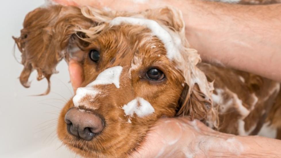 How to Get Skunk Smell Off a Dog
