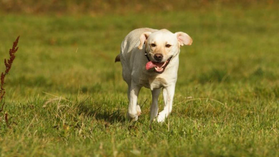 Collapse During Exercise in Labrador Retrievers | PetMD