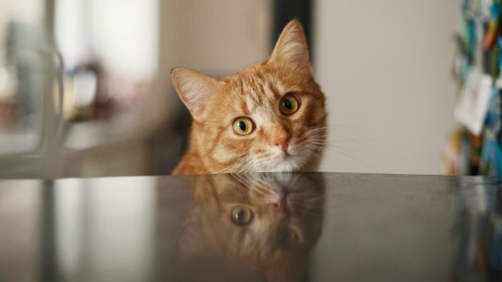 Collection of Fluid in the Lungs (Not Due to Heart Disease) in Cats PetMD