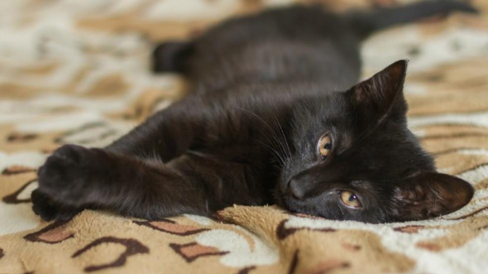 Common Emergencies for Kittens | PetMD