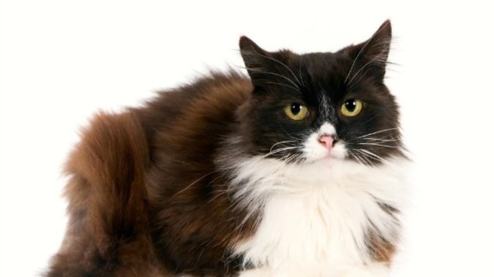 Common Emergencies for Adult Cats