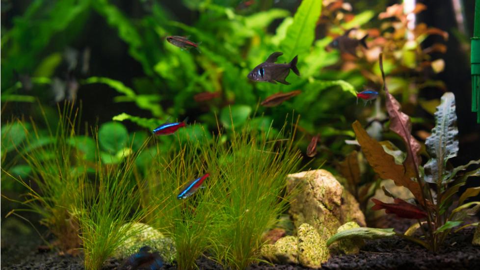 What is a Community Fish Tank?