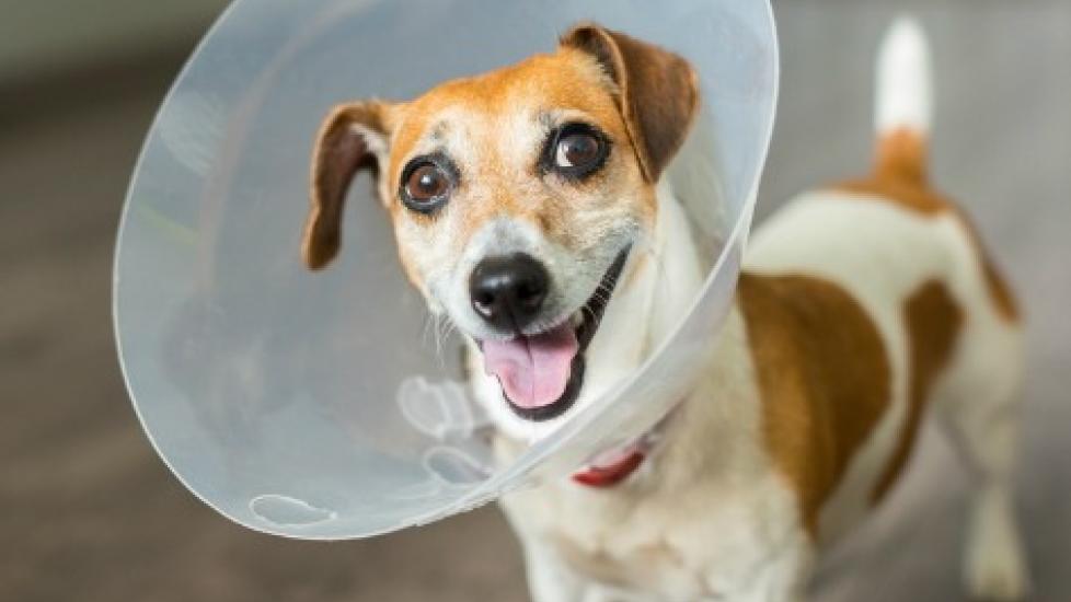Cone of Shame Alternatives PetMD
