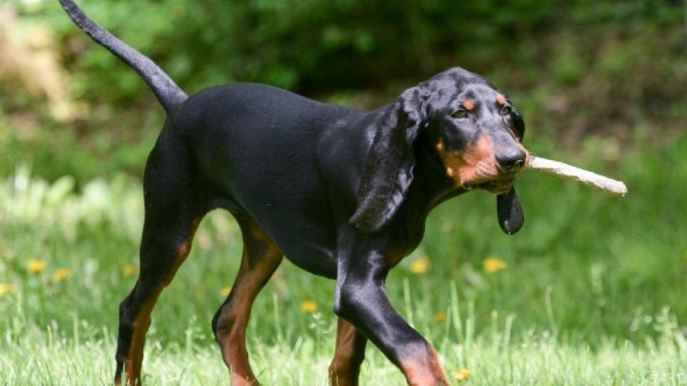 Coonhound Paralysis In Dogs
