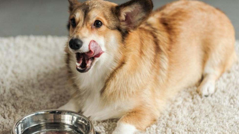 Pedialyte for Dogs: Is It Safe?