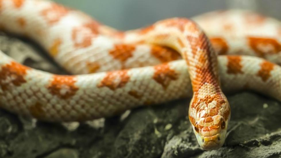What Do Corn Snakes Eat & How to Care for Them