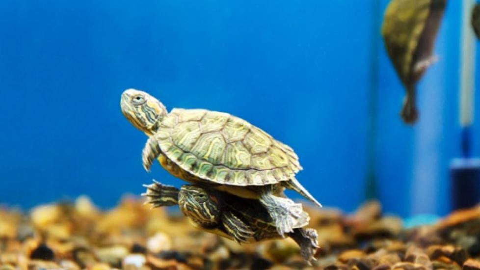 How to Pick the Right Turtle Tank Filter and Tank
